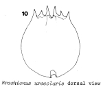 Brachionus urceolaris