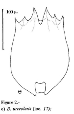 Brachionus urceolaris