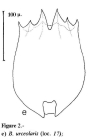 Brachionus urceolaris