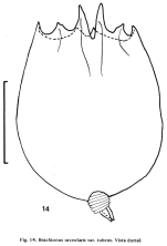 Brachionus urceolaris