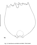 Brachionus urceolaris