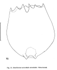 Brachionus urceolaris