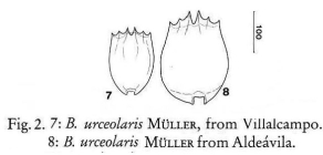 Brachionus urceolaris