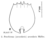 Brachionus urceolaris