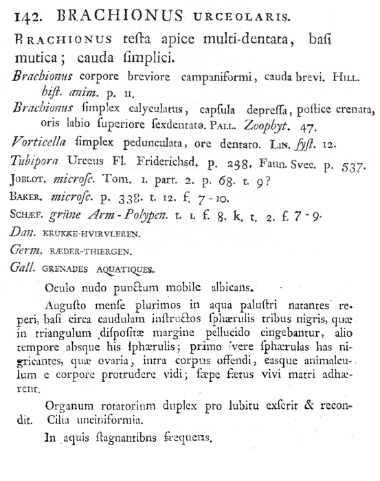 Brachionus urceolaris