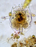 Brachionus urceolaris