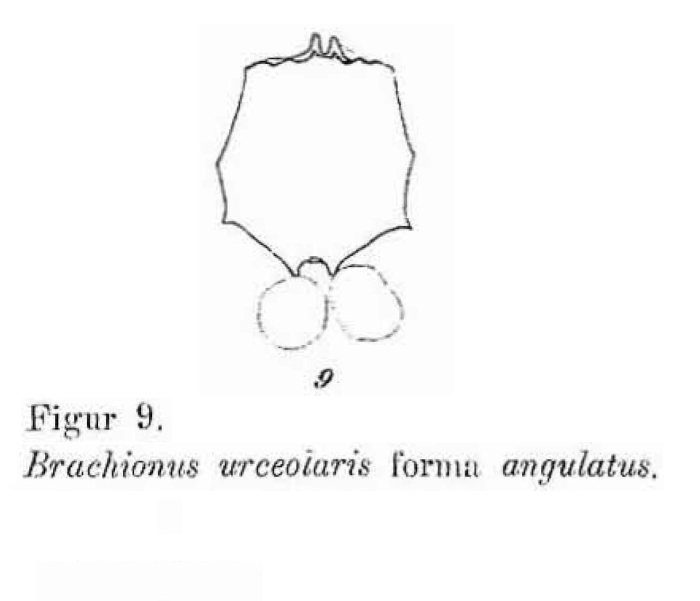 Brachionus urceolaris f. angulatus - Original description image