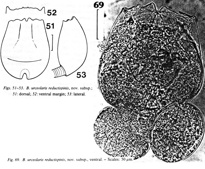 Brachionus urceolaris reductispinis - Original description image