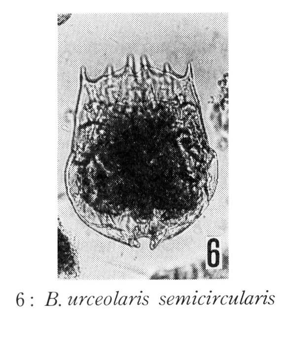 Brachionus urceolaris semicircularis - Original description image