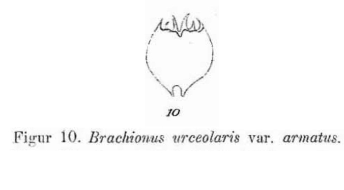Brachionus urceolaris var. armatus - Original description image