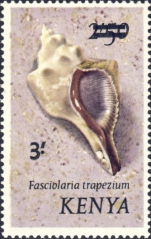 Fasciolaria trapezium