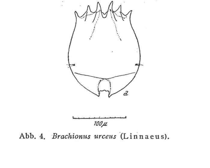 Brachionus urceus