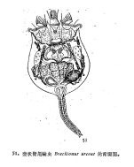 Brachionus urceus
