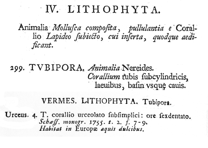 Brachionus urceus - Original description image