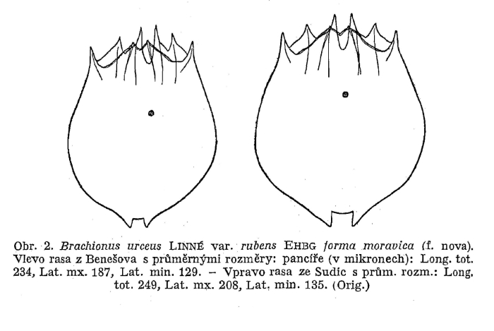 Brachionus urceus rubens f. moravica - Original description image