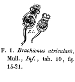 Brachionus utricularis - Original description image