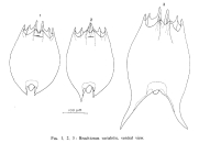 Brachionus variabilis