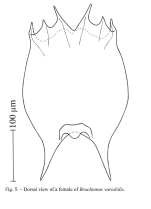 Brachionus variabilis