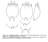 Brachionus variabilis