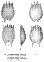 Brachionus variabilis