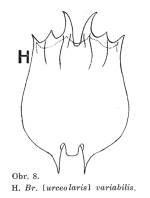 Brachionus variabilis