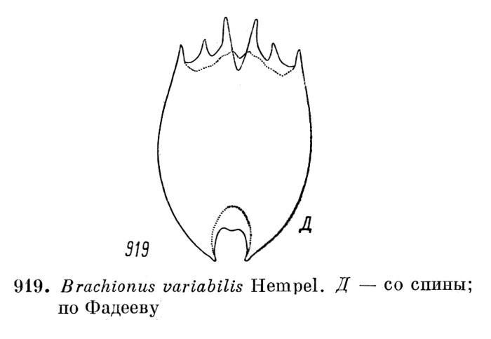 Brachionus variabilis