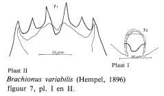 Brachionus variabilis