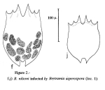 Brachionus variabilis
