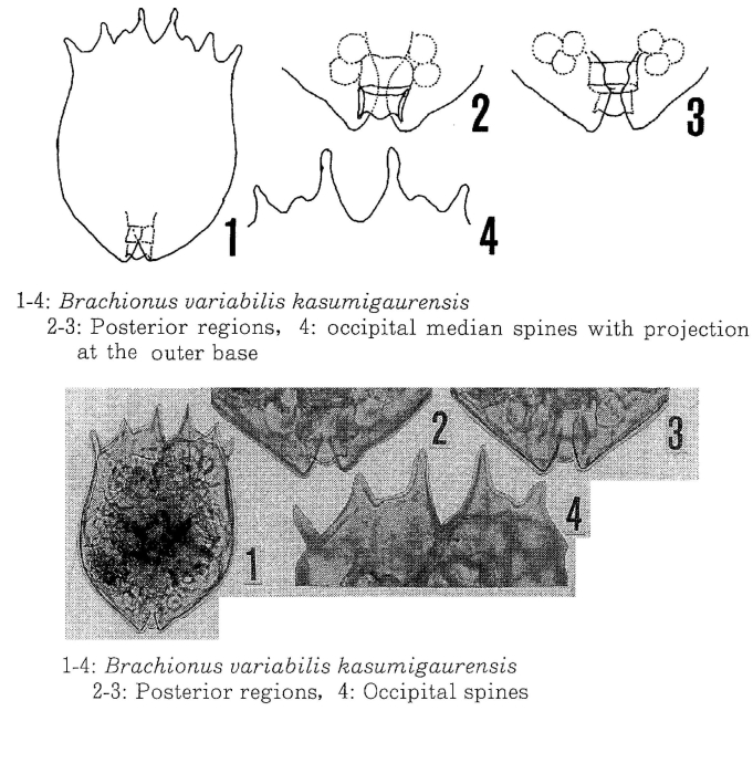 Brachionus variabilis kasumigaurensis - Original description image