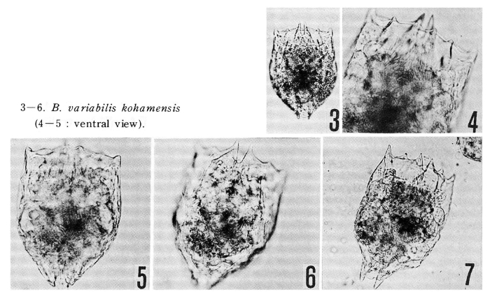 Brachionus variabilis kohamensis - Original description image