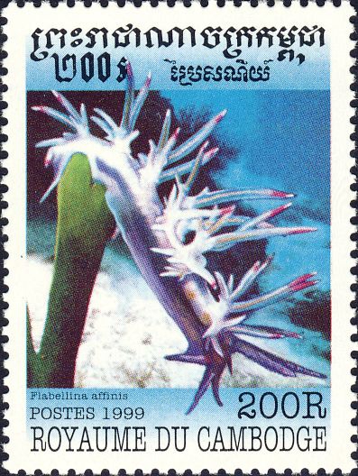 Flabellina affinis Flabellina affinis