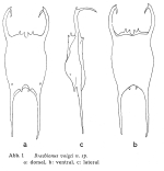 Brachionus voigti - Original description image
