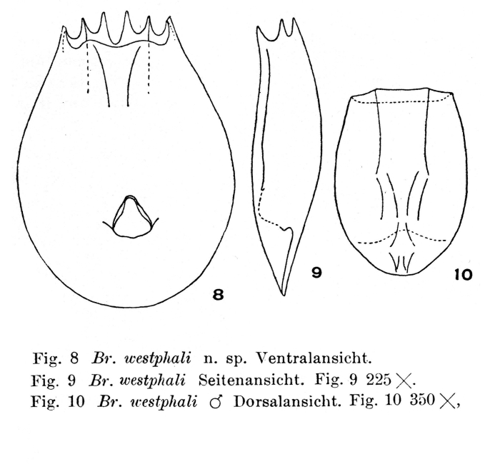 Brachionus westphali - Original description image