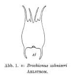 Brachionus zahniseri
