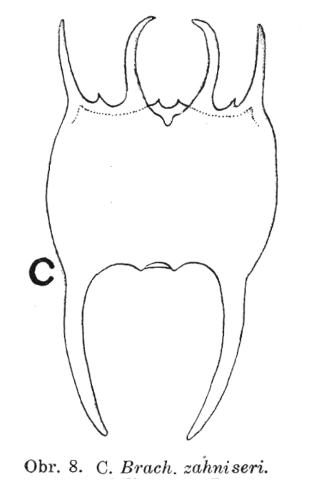 Brachionus zahniseri