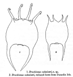 Brachionus zahniseri - Original description image