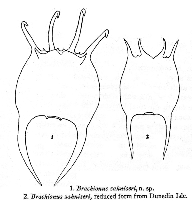 Brachionus zahniseri - Original description image