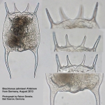 Brachionus zahniseri