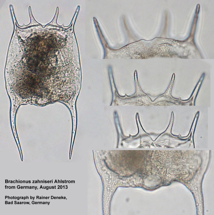 Brachionus zahniseri