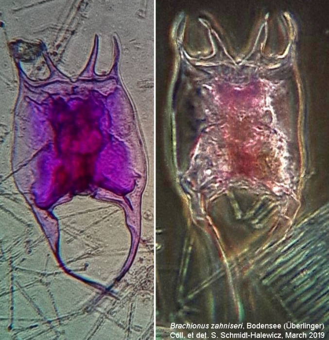 Brachionus zahniseri