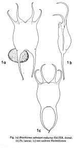 Brachionus zahniseri var. reductus