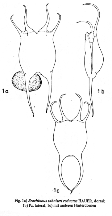 Brachionus zahniseri var. reductus