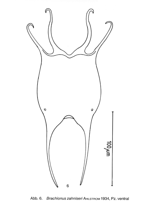 Brachionus zahniseri var. reductus