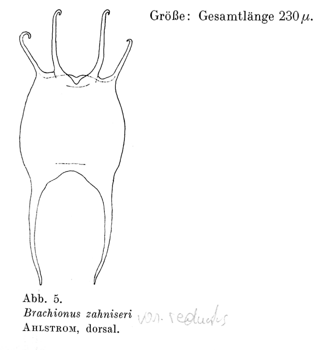Brachionus zahniseri var. reductus