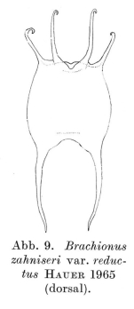 Brachionus zahniseri var. reductus