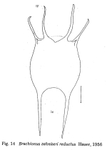 Brachionus zahniseri var. reductus