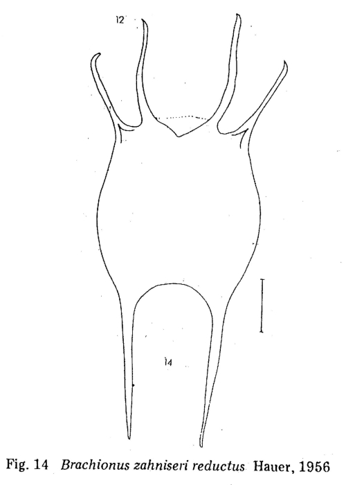 Brachionus zahniseri var. reductus