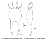 Brachionus zahniseri var. reductus