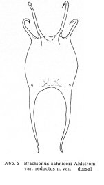 Brachionus zahniseri var. reductus - Original description image