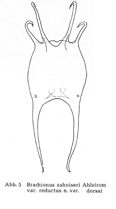 Brachionus zahniseri var. reductus - Original description image
